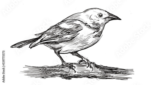 Hand drawn realistic bird sketch. Graphic vector image. Bird sitting on a branch photo