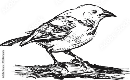 Hand drawn realistic bird sketch. Graphic vector image. Bird sitting on a branch