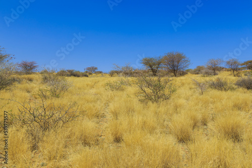 African savannah during a hot day. Oanob, Namibia. © Tomasz Wozniak