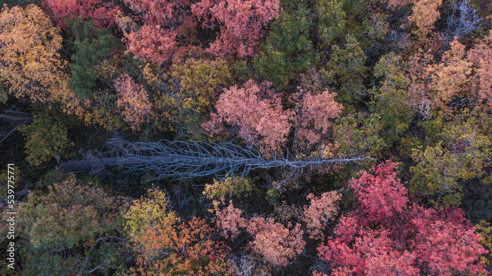 a fallen dead pine tree aerial during autumn in the Wasatch mountains a fallen dead pine tree aerial during autumn in the Wasatch mountains