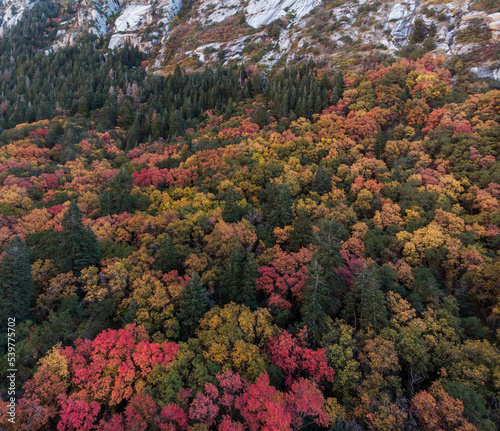 Bigtooth Maples and Pines in Little Cottonwood Canyon in Autumn