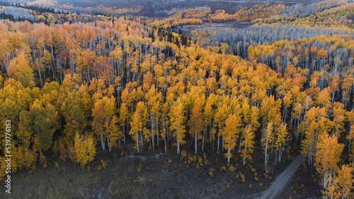 Foto Yellow aspens near Guardsman Pass Utah, aerial drone shot.