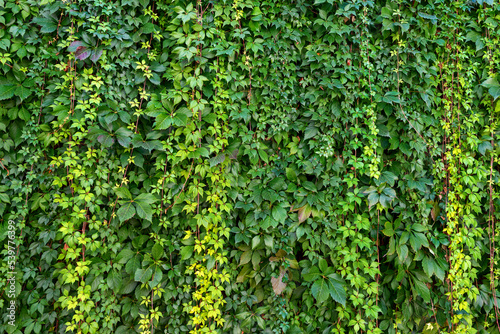 Grüner Sichtschutz aus Kletterpflanze © Tom Bayer