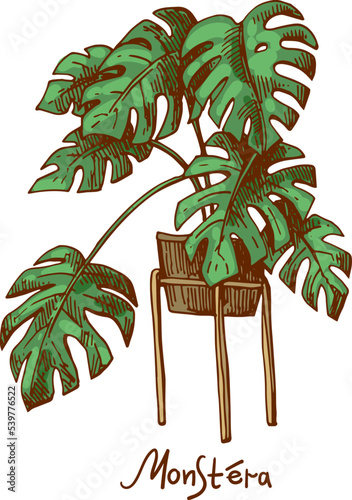 Monstera. Houseplants vector illustrations. Urban jungles. Plants are friends.
