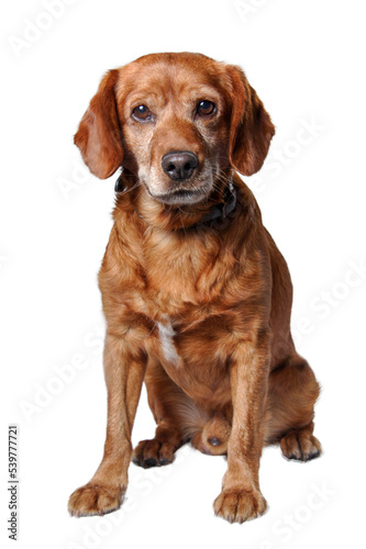 Fototapeta Naklejka Na Ścianę i Meble -  one brown dog (mongrel) , png file