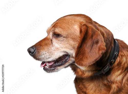 one brown dog (mongrel) , png file