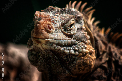 iguana © Miguel