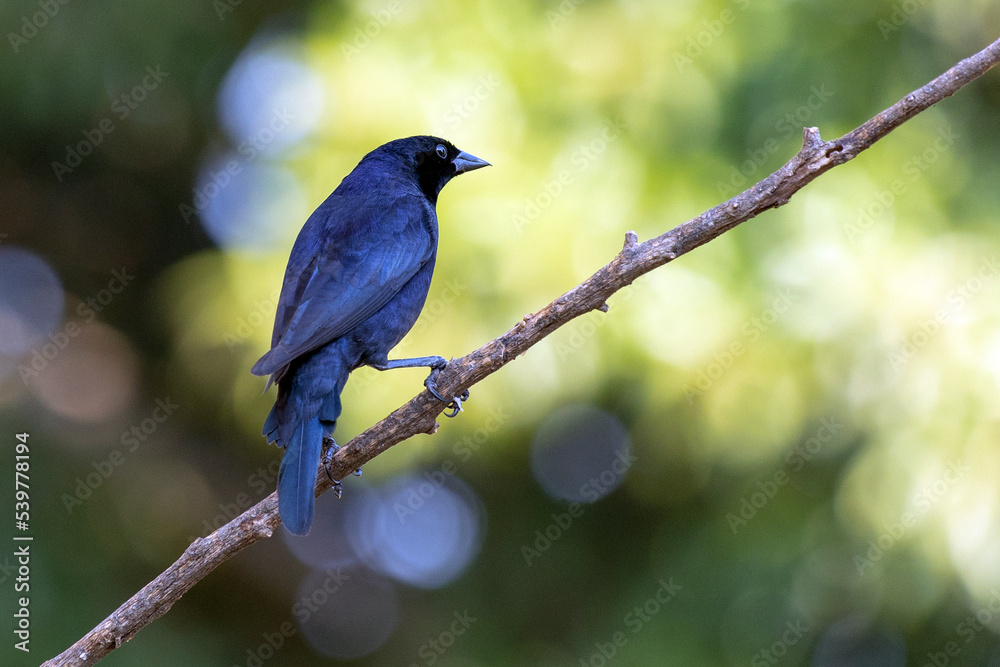 The Shiny Cowbird also Know as Chupim or Mirlo. All the beauty and the presence of the most typical black bird in Brazil. Species Molothrus bonariensis. Birdwatcher. Birding