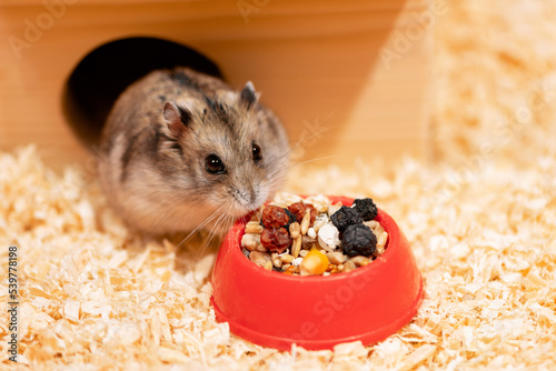 Hungry hamster standing near feed bowl