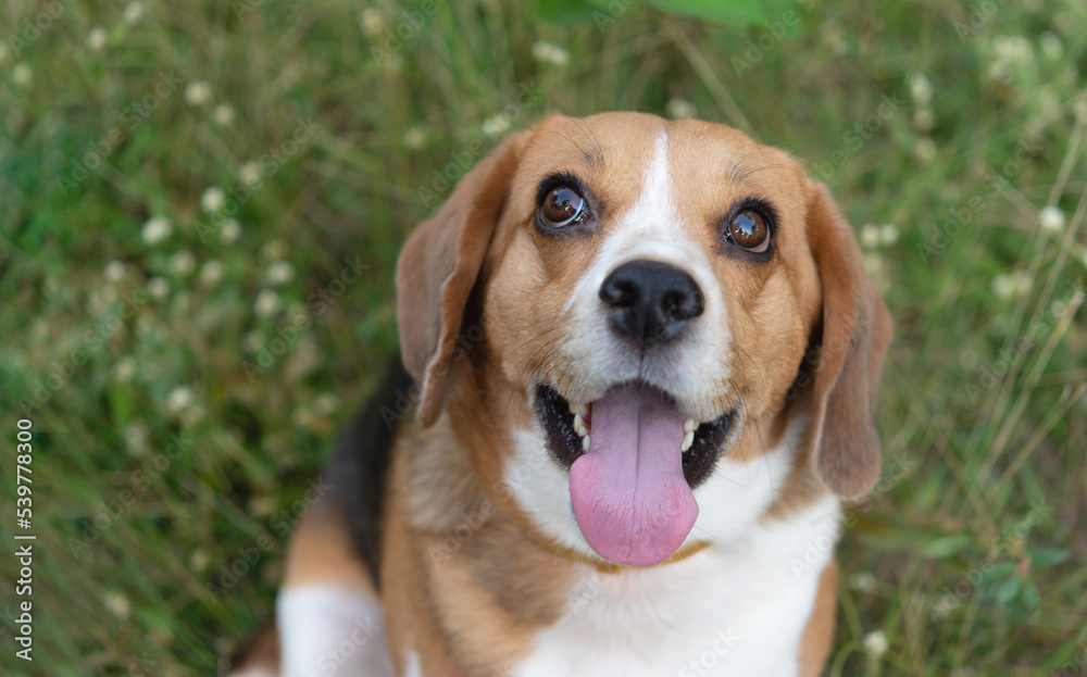 Close-up Beagle dog, beagle sitting on lawn, Adorable pet.