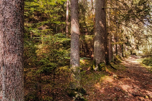 Fototapeta Naklejka Na Ścianę i Meble -  Große starke und alte Nadelbäume am Rand des Waldweges