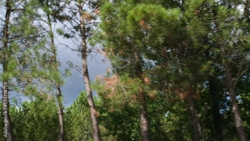 A view of a green pine forest and a gloomy dramatic sky. Slow motion full hd video of forest close up. Tree trunks flash in front of the camera. A view of a green pine forest and a gloomy dramatic sky. Slow motion full hd video of forest close up. Tree trunks flash in front of the camera.
