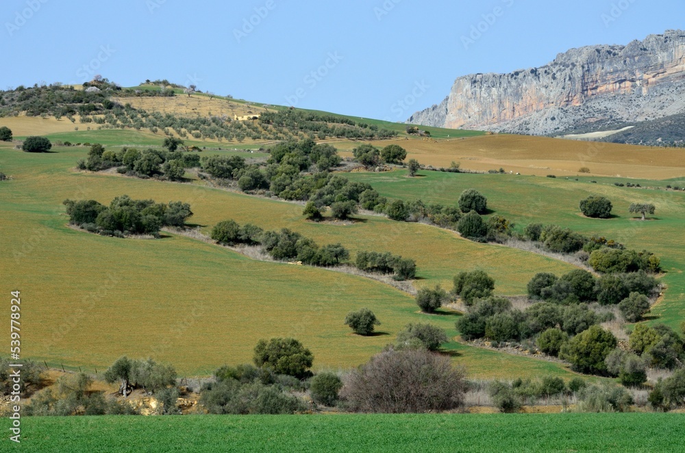 Fototapeta premium Paisaje ondulado en la comarca de Antequera, Málaga, Andalucía, España
