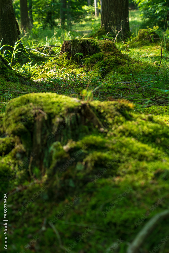 Fototapeta premium moss on tree stumps, wild forest