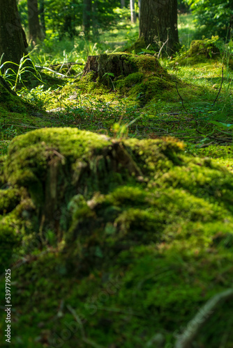 moss on tree stumps  wild forest