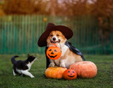 a funny cat and a cute corgi dog in a black hat and raincoat are sitting among orange Halloween pumpkins in the autumn garden