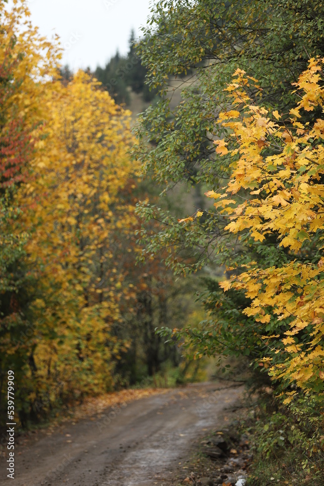Colorful Trees in Autumn Season.artvin