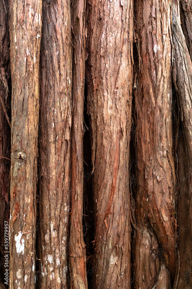 Textured brown bark of large rainforest tree Textured brown bark of large rainforest tree