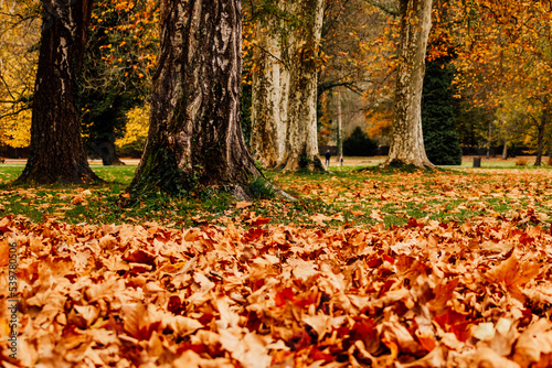 Paysage d'automne dans un parc avec feuilles tombées en avant plan