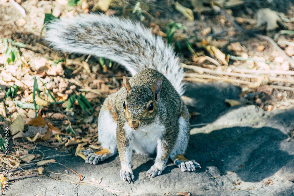 Fotos de una ardilla de Central Park. Fotos de una ardilla de Central Park.