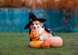 funny corgi dog in a black hat and raincoat sits among orange Halloween pumpkins in the autumn garden
