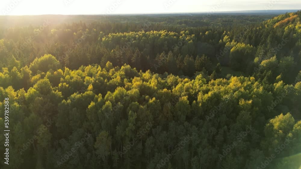 Amazing sunset colored autumn forest. Sun is shining to the never ending forest. Aerial drone view flight over pine tree forest with sunset sunrays. Spruce conifer treetops, mixed forest, yellow leave