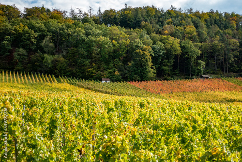 Weinberg mit S  dhang im Herbst