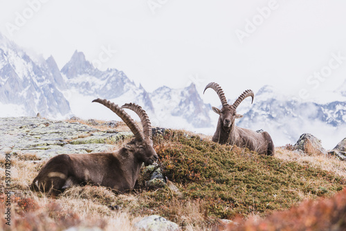 two ibex on grassy slope in alpine landscape photo