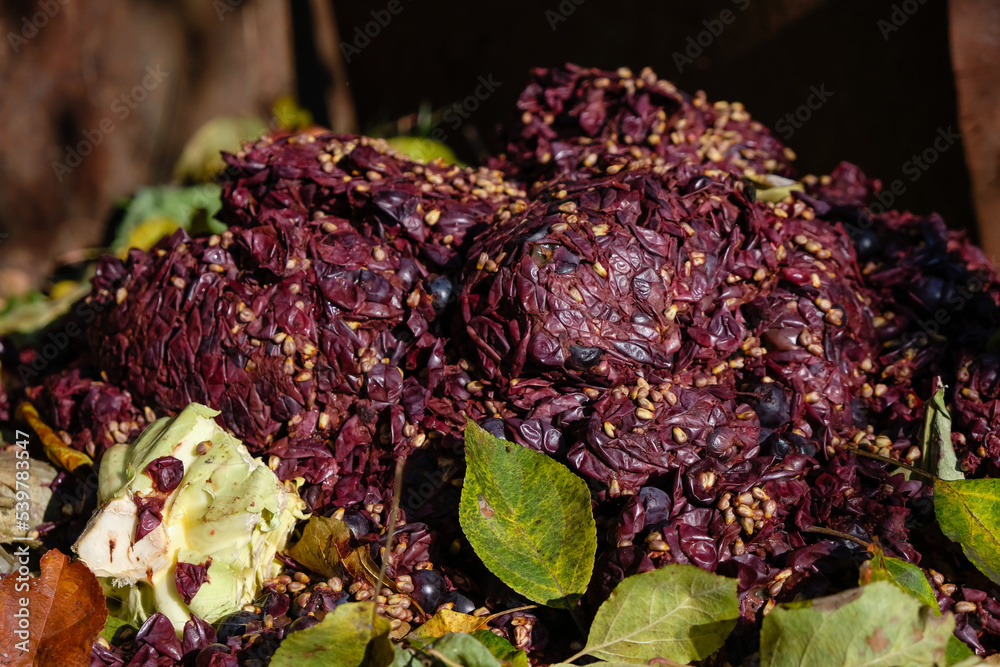 Grapes pomace. Grape pulp. Waste. Winemaking process. Stock Photo