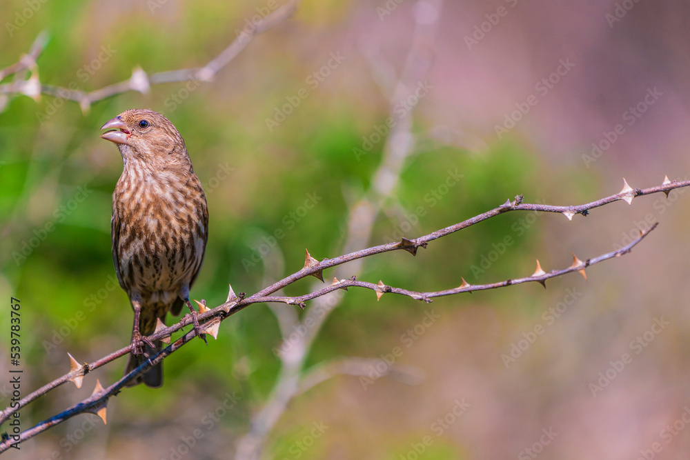 Cassin's finch (Female) on branch Cassin's finch (Female) on branch