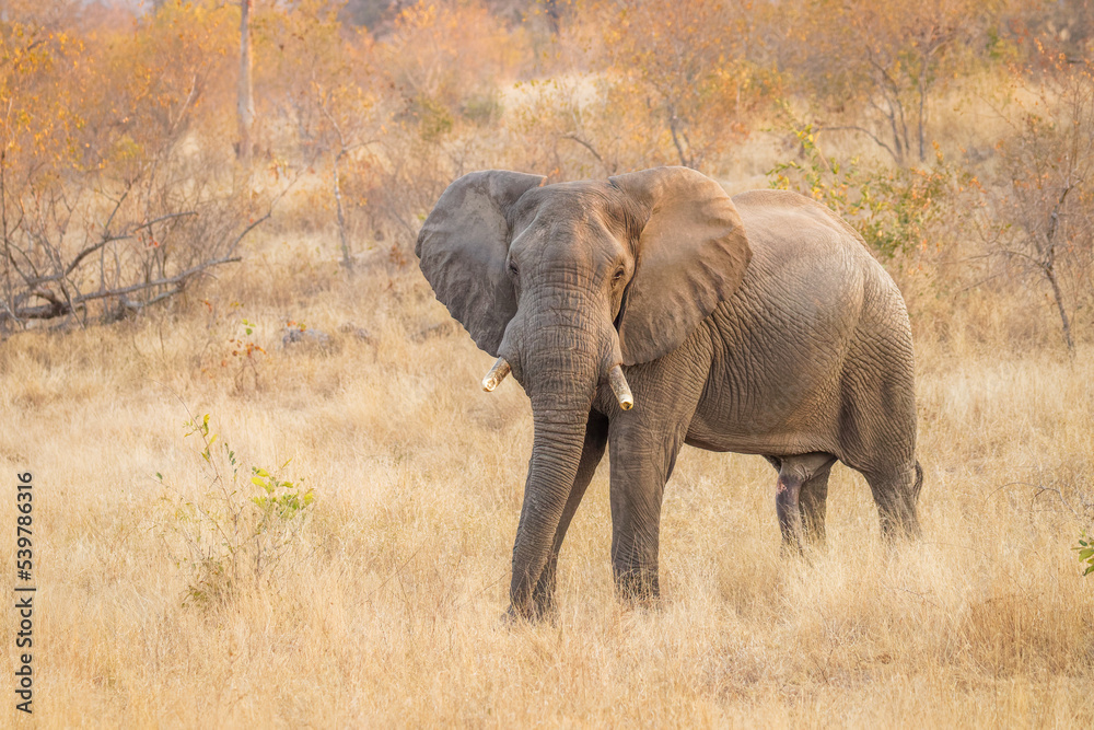 Fototapeta premium Elephant (Loxodonta africana) in beautiful morning light, Sabi Sands Game Reserve, South Africa.