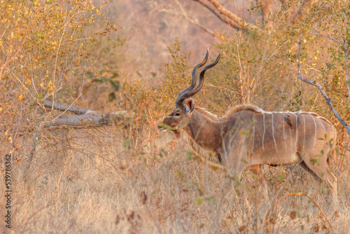 A male greater kudu   Tragelaphus Strepsiceros  in beautiful morning light  Sabi Sands Game Reserve  South Africa.