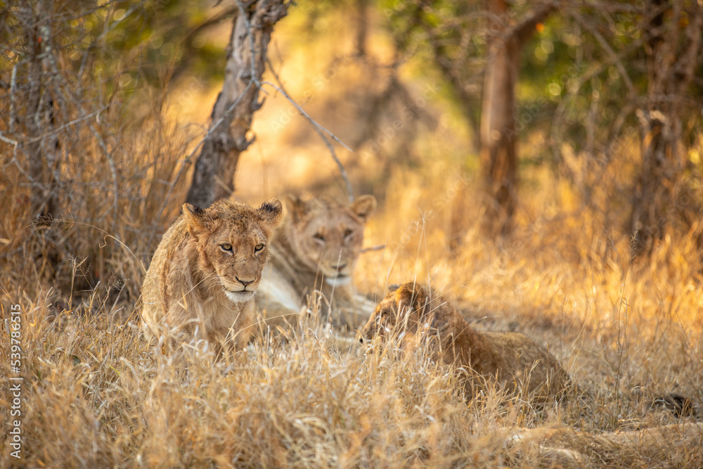 A lion pride ( Panthera Leo) resting near a river, Sabi Sands Game Reserve, South Africa. A lion pride ( Panthera Leo) resting near a river, Sabi Sands Game Reserve, South Africa.