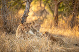 A lion pride ( Panthera Leo) resting near a river, Sabi Sands Game Reserve, South Africa.