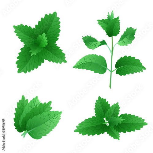 Fresh mint leaves. Vector illustration.