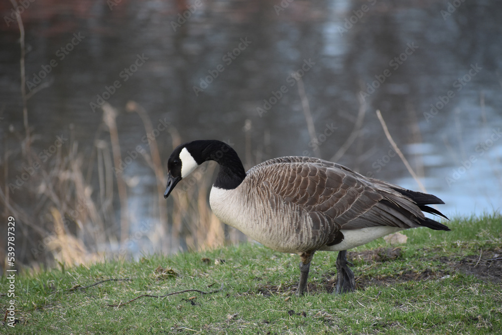 Canadian Goose (Branta canadensis) along river in spring Canadian Goose (Branta canadensis) along river in spring