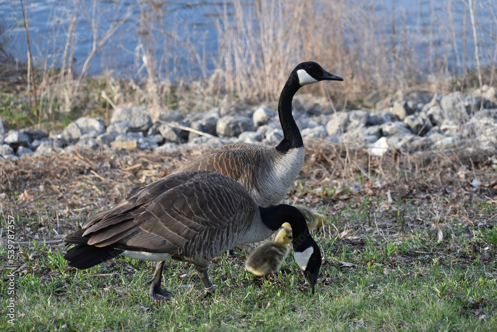 Canadian Geese (Branta canadensis) with young goslings on green grass in spring Canadian Geese (Branta canadensis) with young goslings on green grass in spring