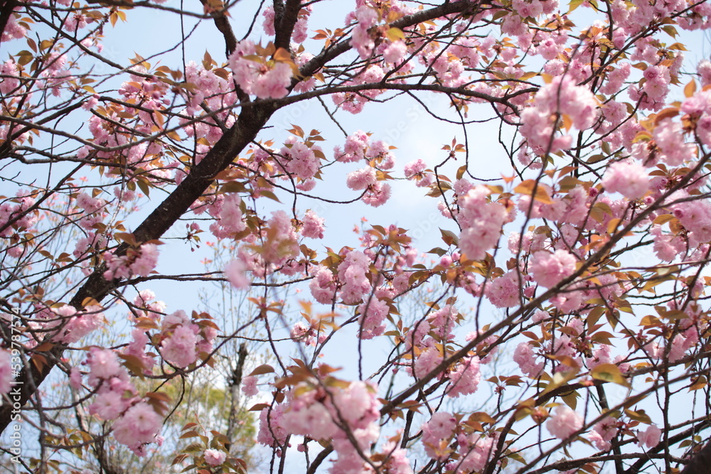 桜21 桜21