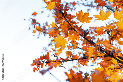 Colorful autumn leaves photo background