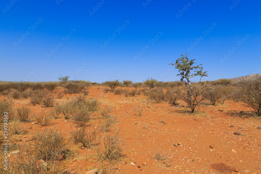 African savannah during a hot day. Oanob, Namibia.