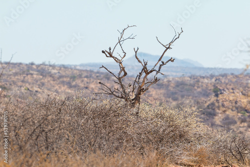 African savannah during a hot day. Oanob, Namibia. photo