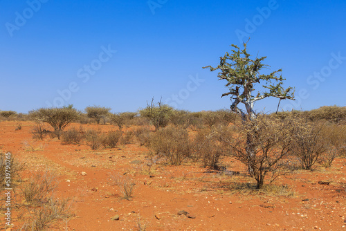 African savannah during a hot day. Oanob  Namibia.