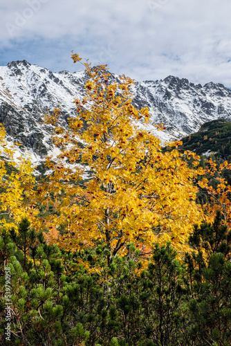 Fototapeta Naklejka Na Ścianę i Meble -  Rowan tree, Temnosmrecinska valley, High Tatras mountain, Slovakia