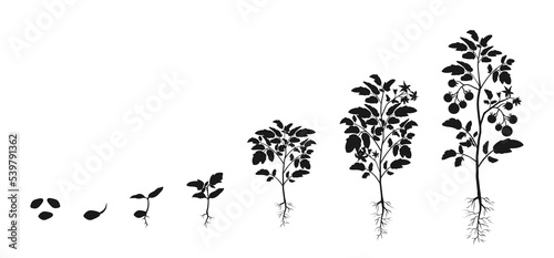 Stages of development of seedlings of tomatoes. Silhouette infographic of growing vegetables. © JuliaBliznyakova