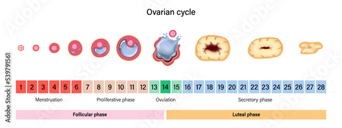 Ovarian cycle. Menstrual cycle. Menstrual, proliferative ovulation and secretory phases. Follicular phase, ovulation and luteal phase. photo