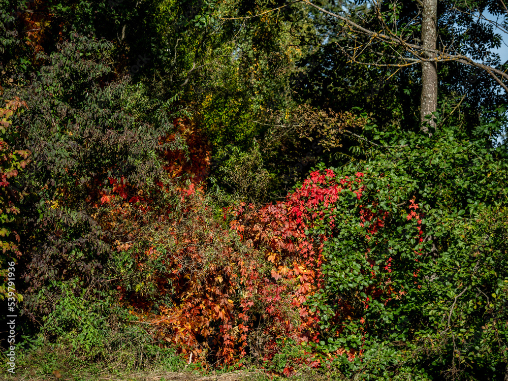 Rot gefärbte Blätter im Herbst