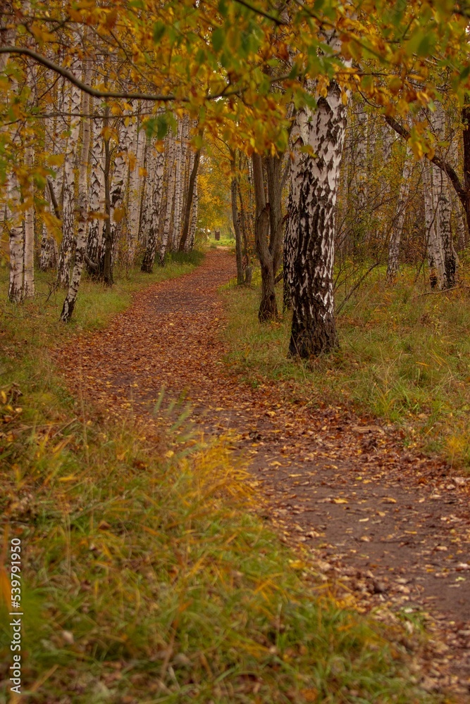 autumn in the forest,autumn month of October, autumn trees, and a path through the park autumn in the forest,autumn month of October, autumn trees, and a path through the park