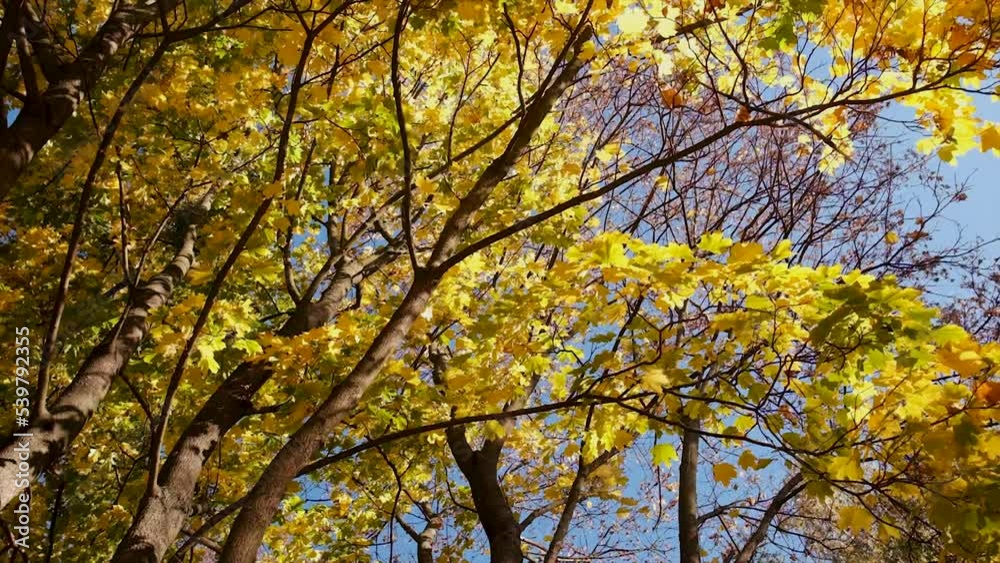 Autumn tree with yellow leaves. Selective focus.