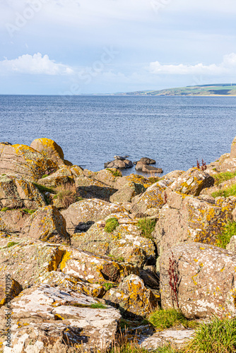 Lichen on rocks at Machrihanish Bay on the Kintyre Peninsula, Argyll & Bute, Scotland UK - Note the hauled out seal. photo