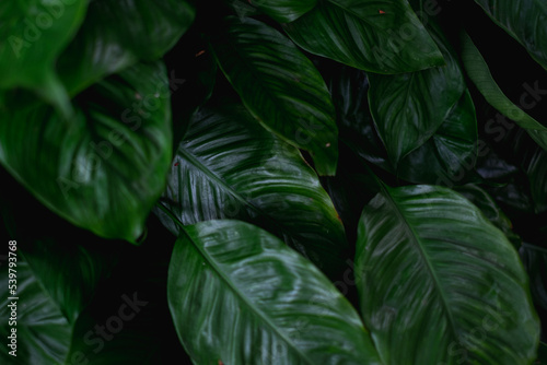 An abstract art green leaves backdrop and background or banner. A dark plant pattern growth background. Concept of natural environmental conservation  evergreen and greenery. Focus leaf in the middle.